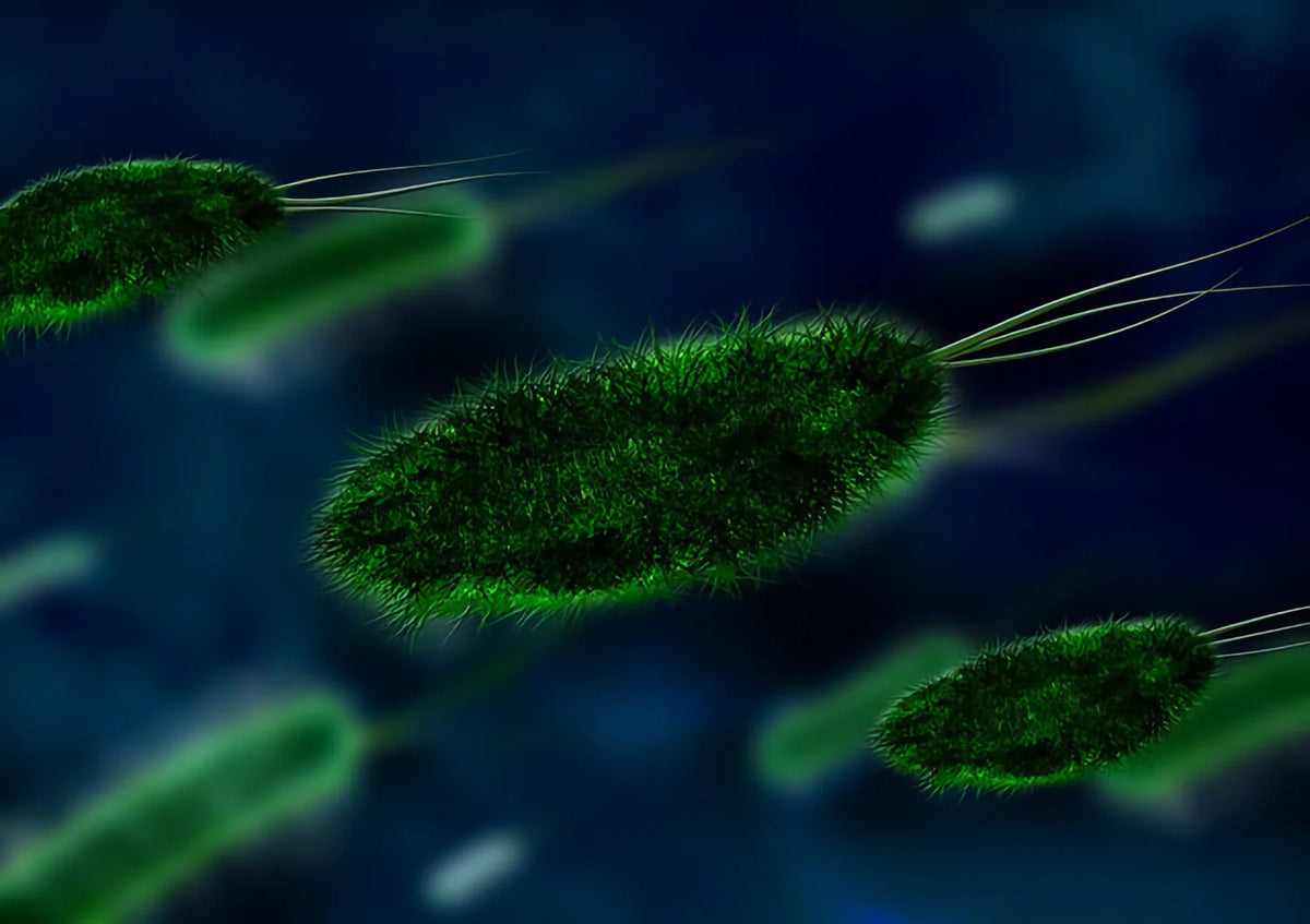 Biofilm - Freund oder Feind?
